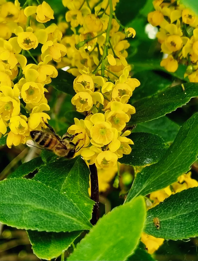 Villa, RURIKS VÄG 8, Västra Bällsta, Vallentuna