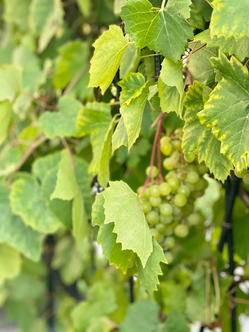 Villa, Länsmansvägen 33, Enskededalen, Stockholm