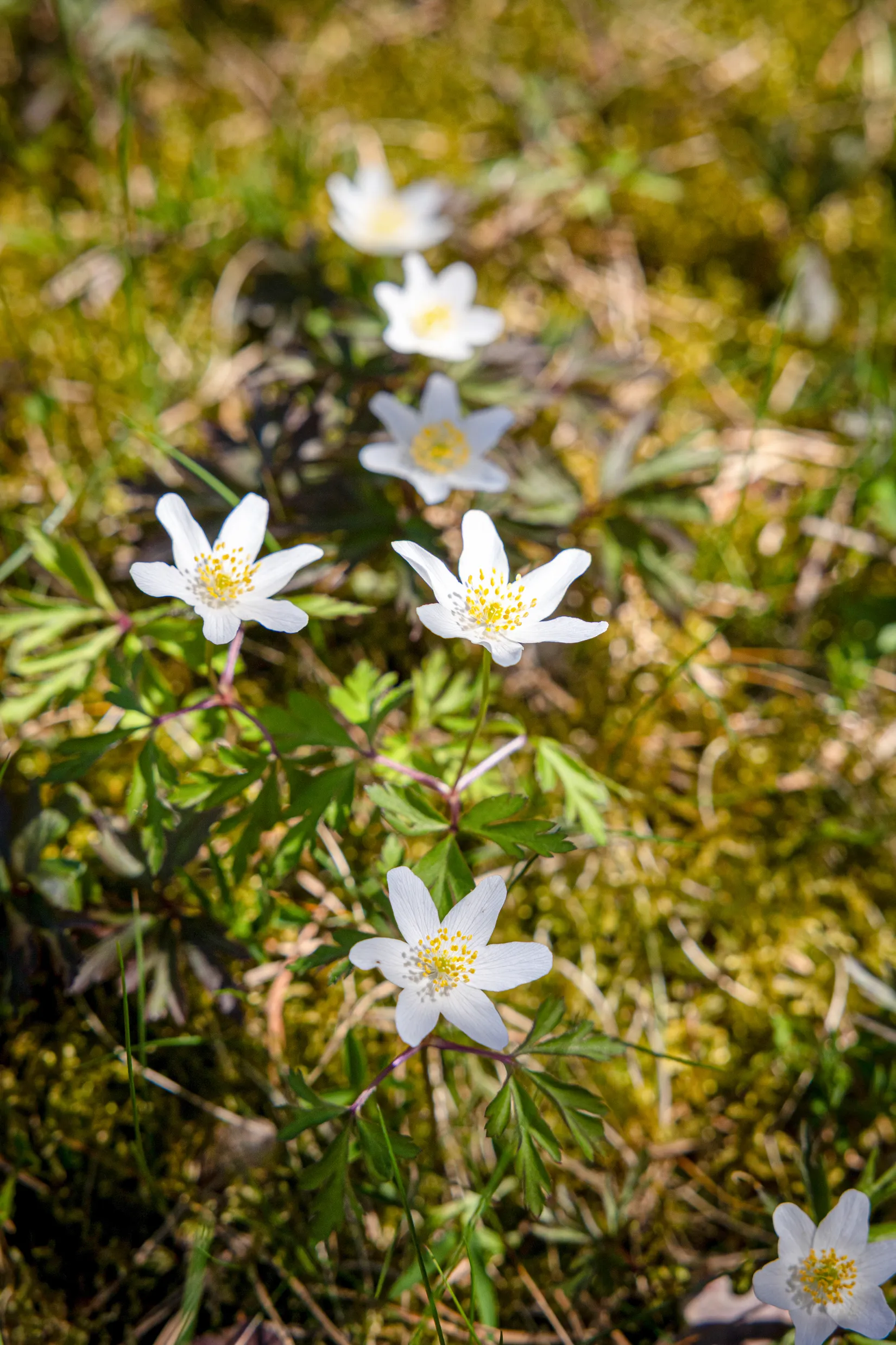 Villa, Björnbärsvägen 4, Kungsbacka - Oskarsberg, Kungsbacka