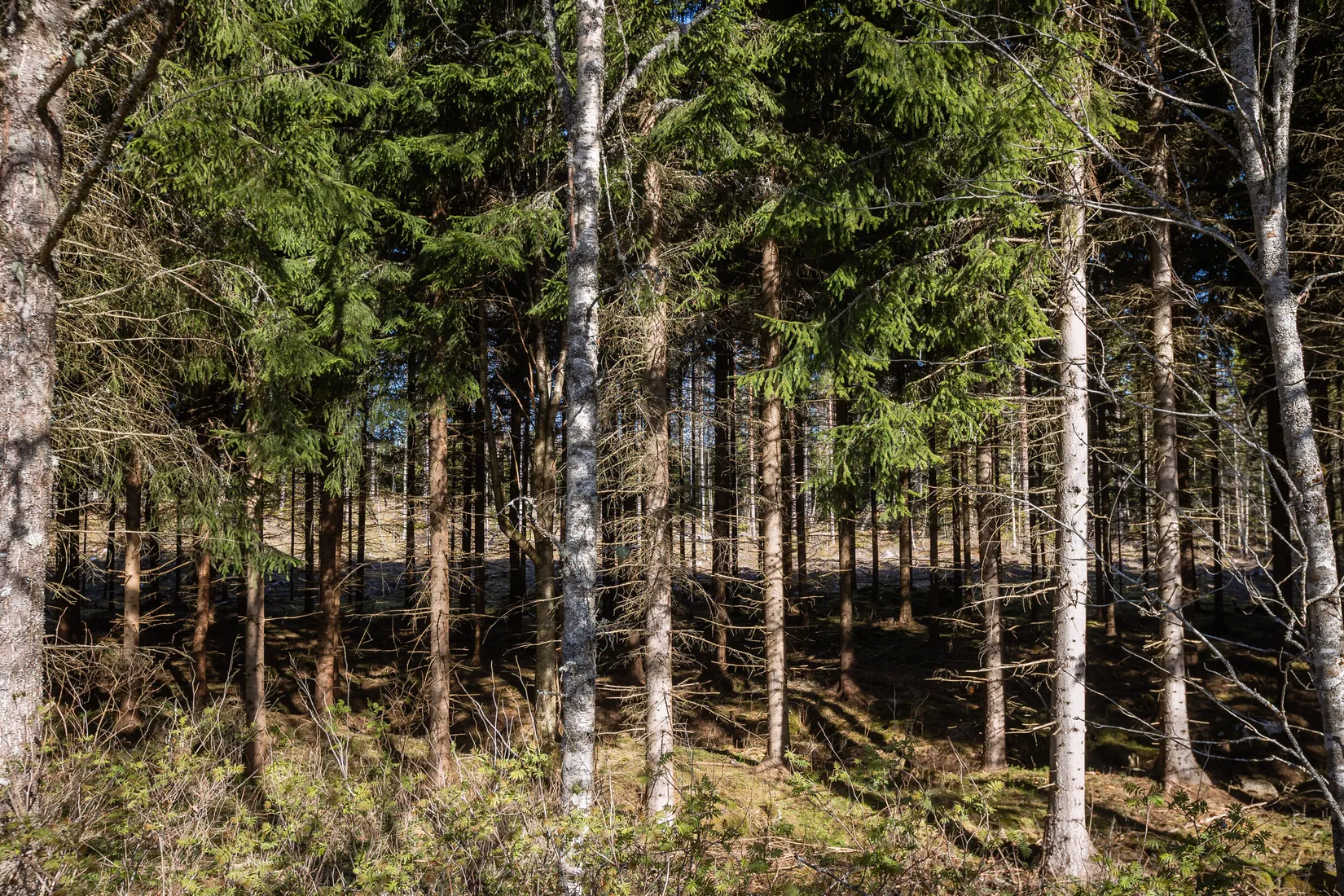 Fritidshus, Fängen MOLYCKAN 4, Vaggeryd