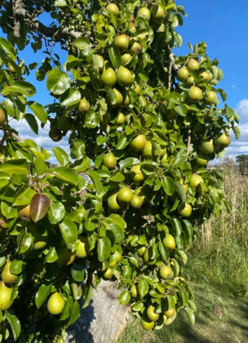 Fritidshus, Skeppstads Tärnväg 5, Torslanda - Havsbadskoloni, Göteborg