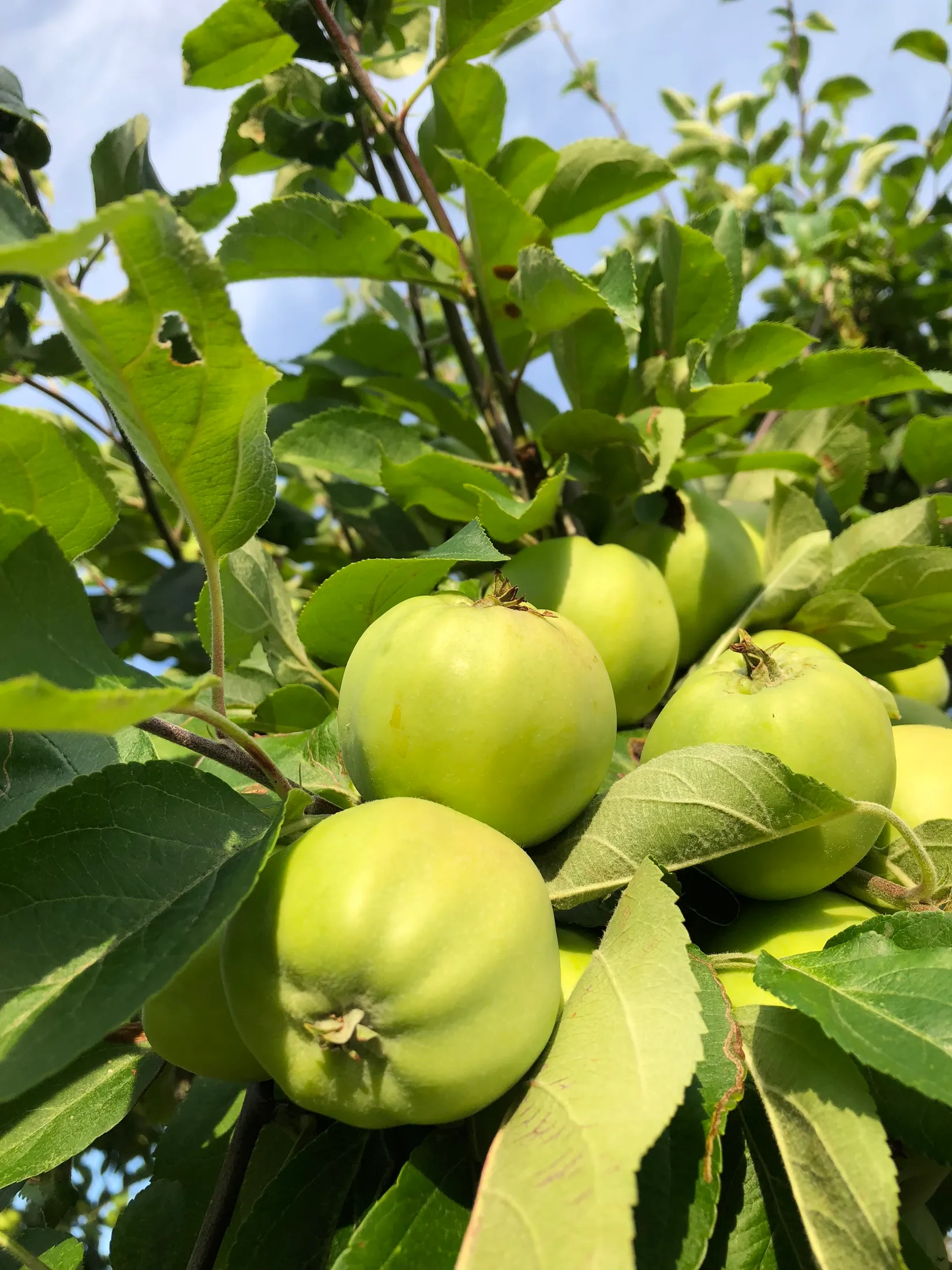 Villa, Roshagsvägen 2, Hackefors, Linköping