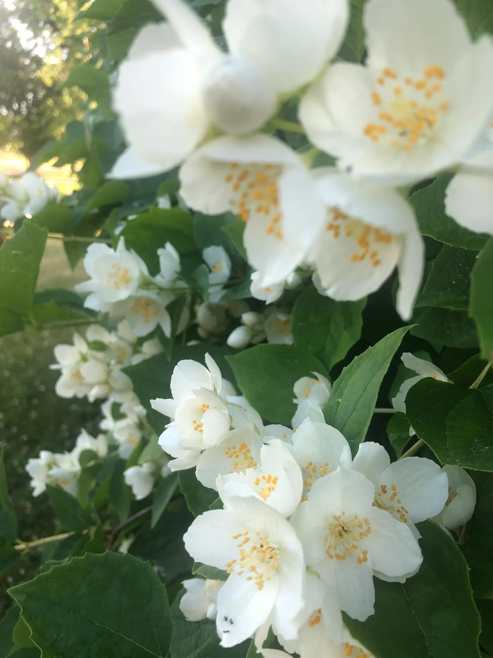 Villa, Roshagsvägen 2, Hackefors, Linköping