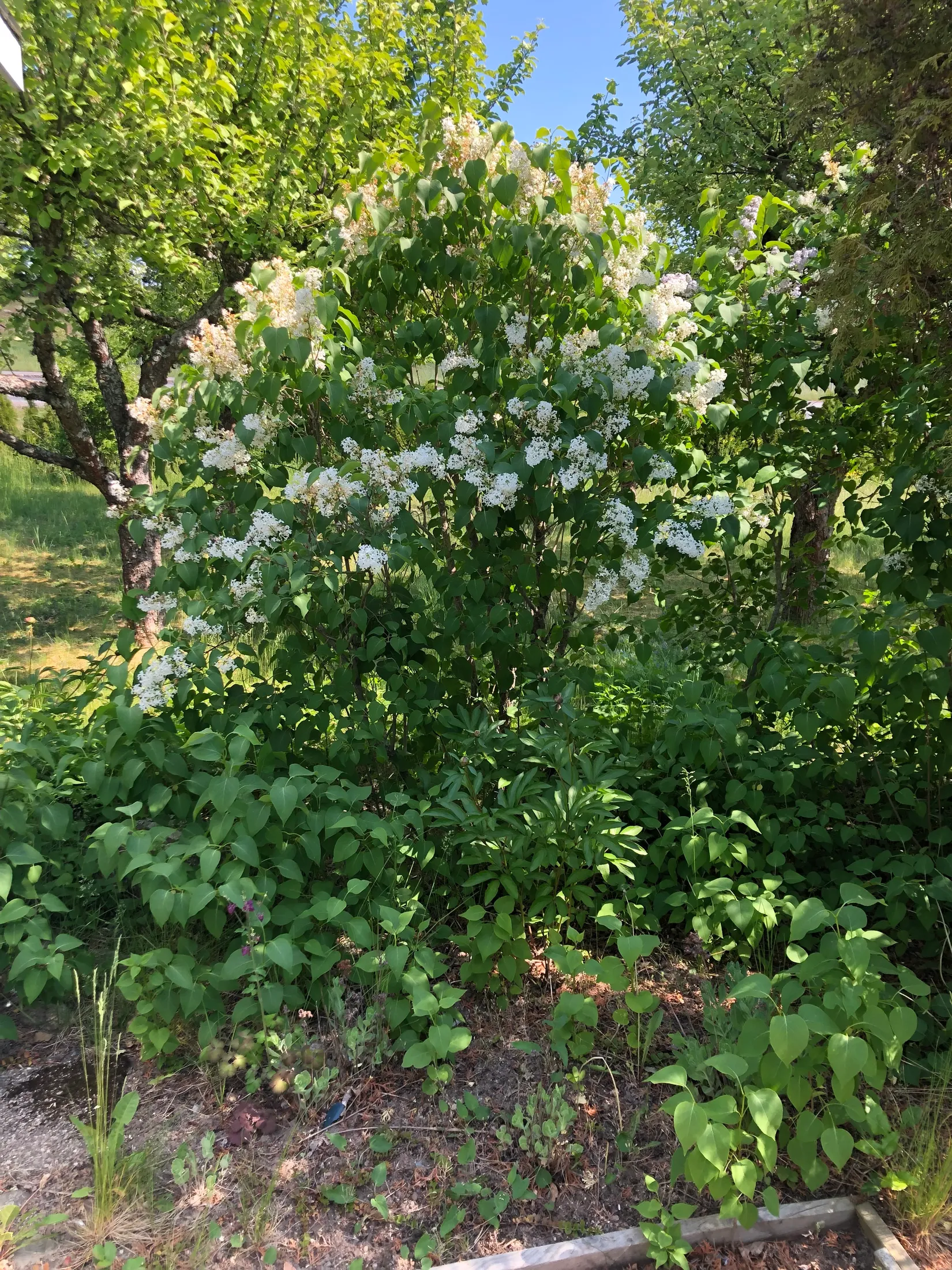 Villa, Roshagsvägen 2, Hackefors, Linköping