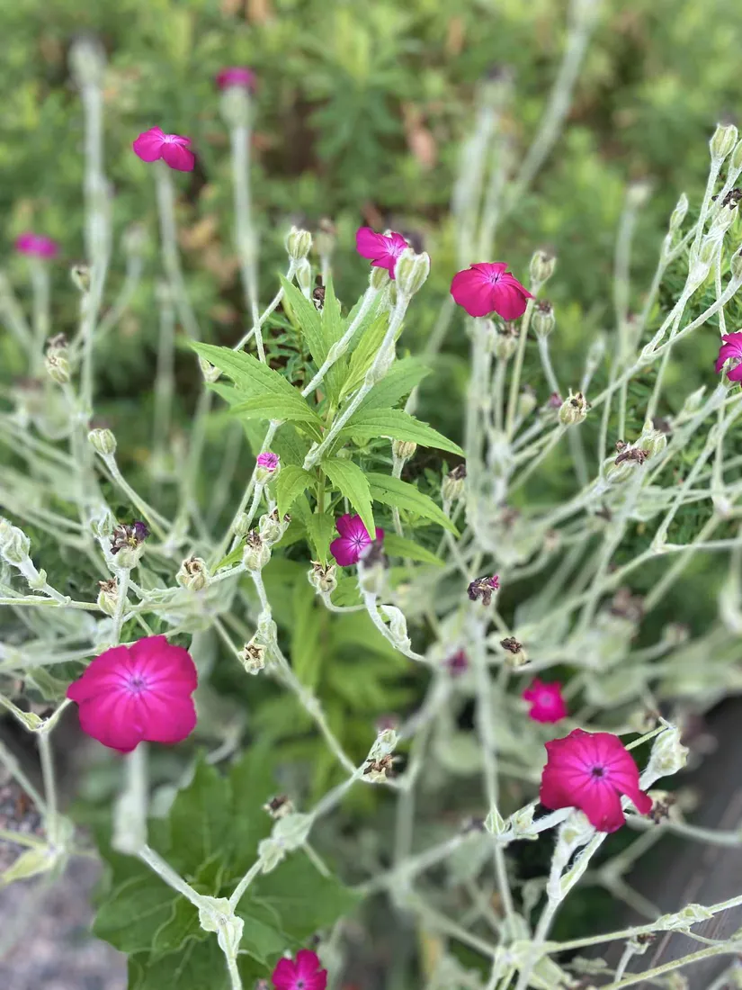 Fritidshus, Ekebydal koloniområde, väg 7 stuga nr 67, Bergshammar, Nyköping