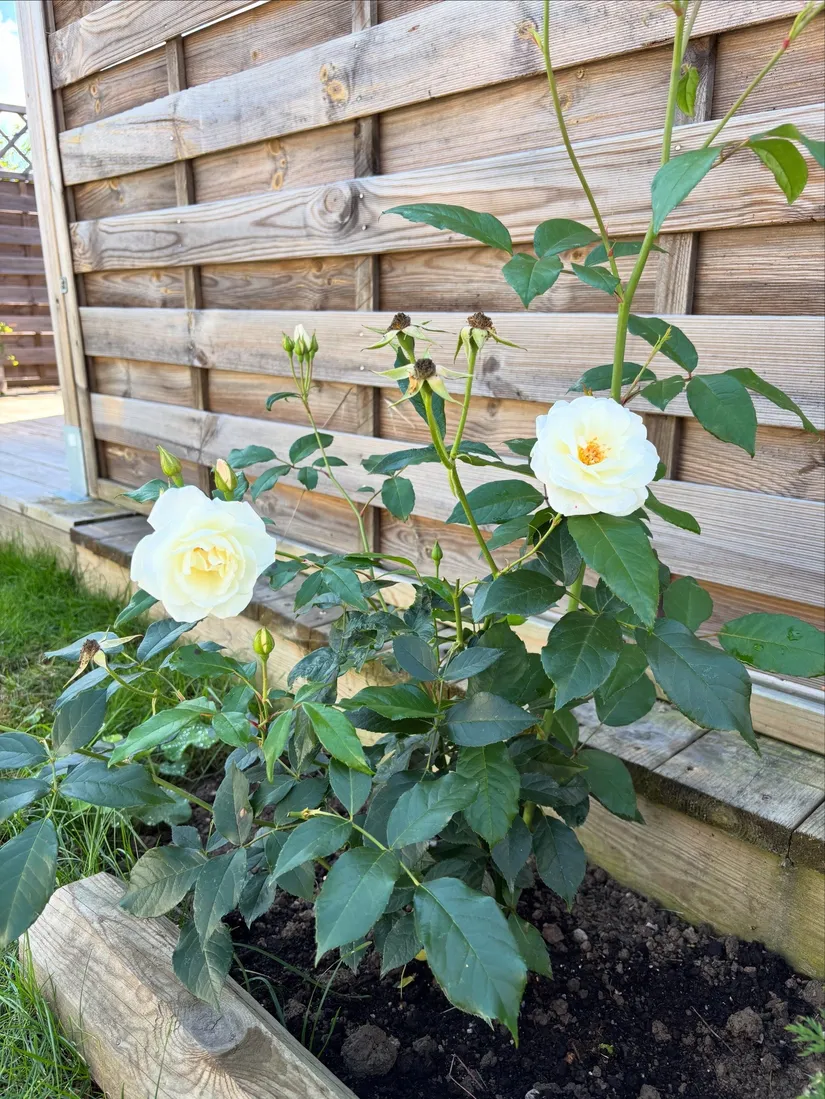 Fritidshus, Ekebydal koloniområde, väg 7 stuga nr 67, Bergshammar, Nyköping