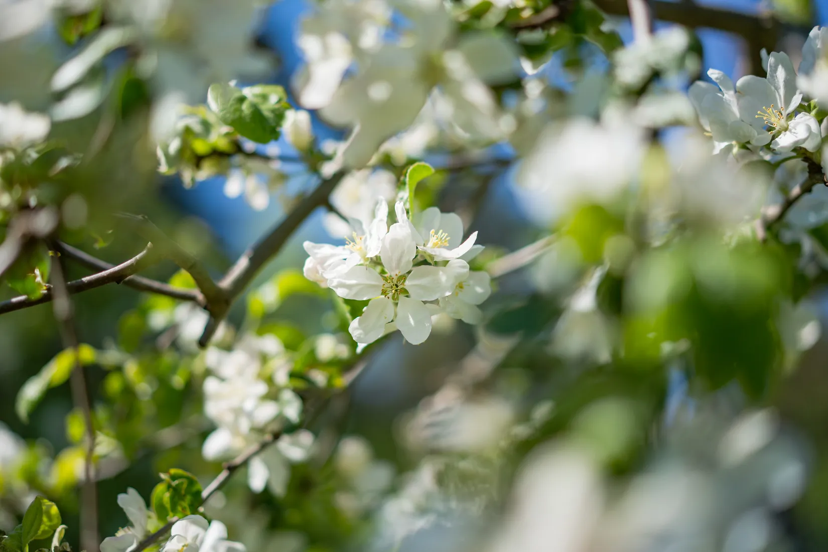 Villa, Glättargatan 35, Kvarnsveden, Borlänge