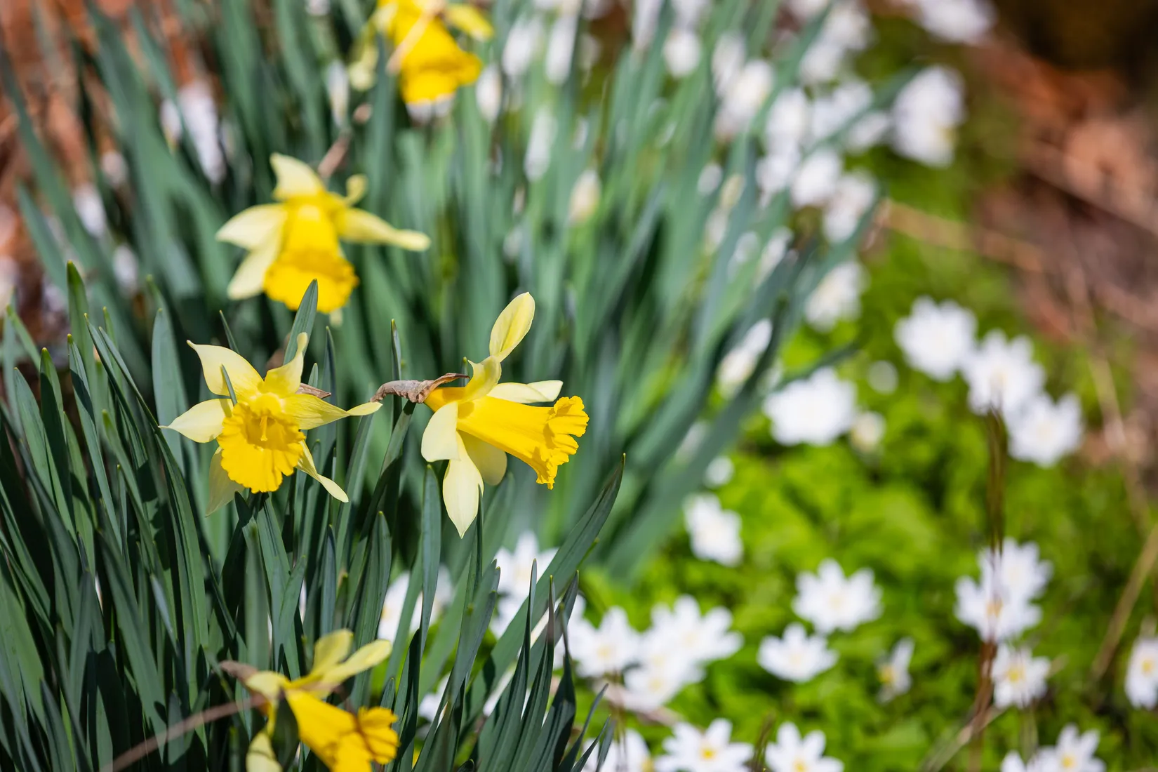 Fritidshus, Bågsjövägen 10, Bågsjön, Ronneby