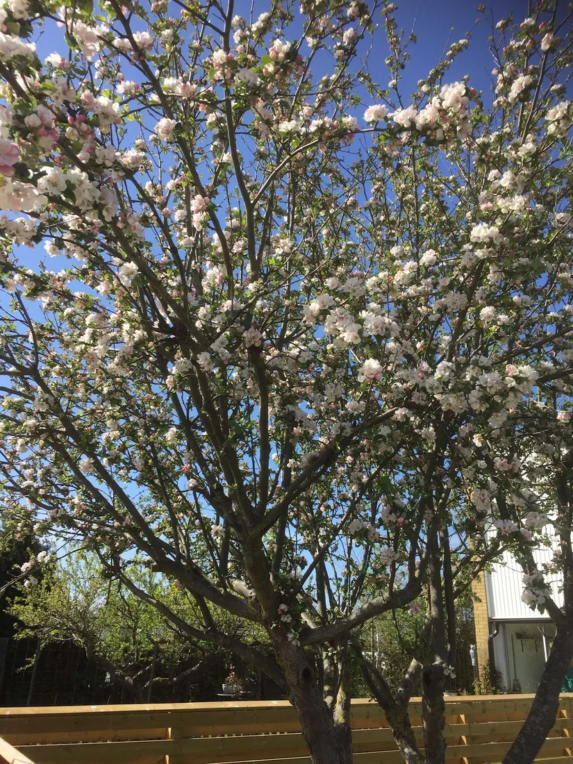 Bostadsrätt, Radhus, Stensåkervägen 206, Oxie, Malmö