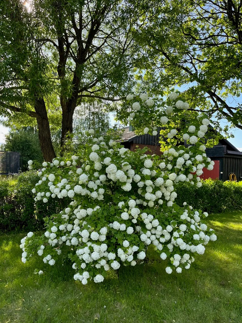 Villa, Granvägen 24, Vindeln