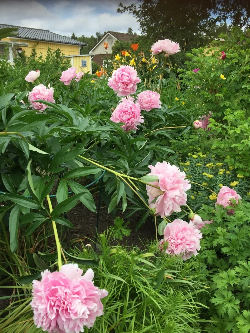 Villa, Granvägen 24, Vindeln