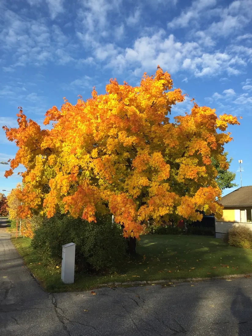 Villa, Granvägen 24, Vindeln