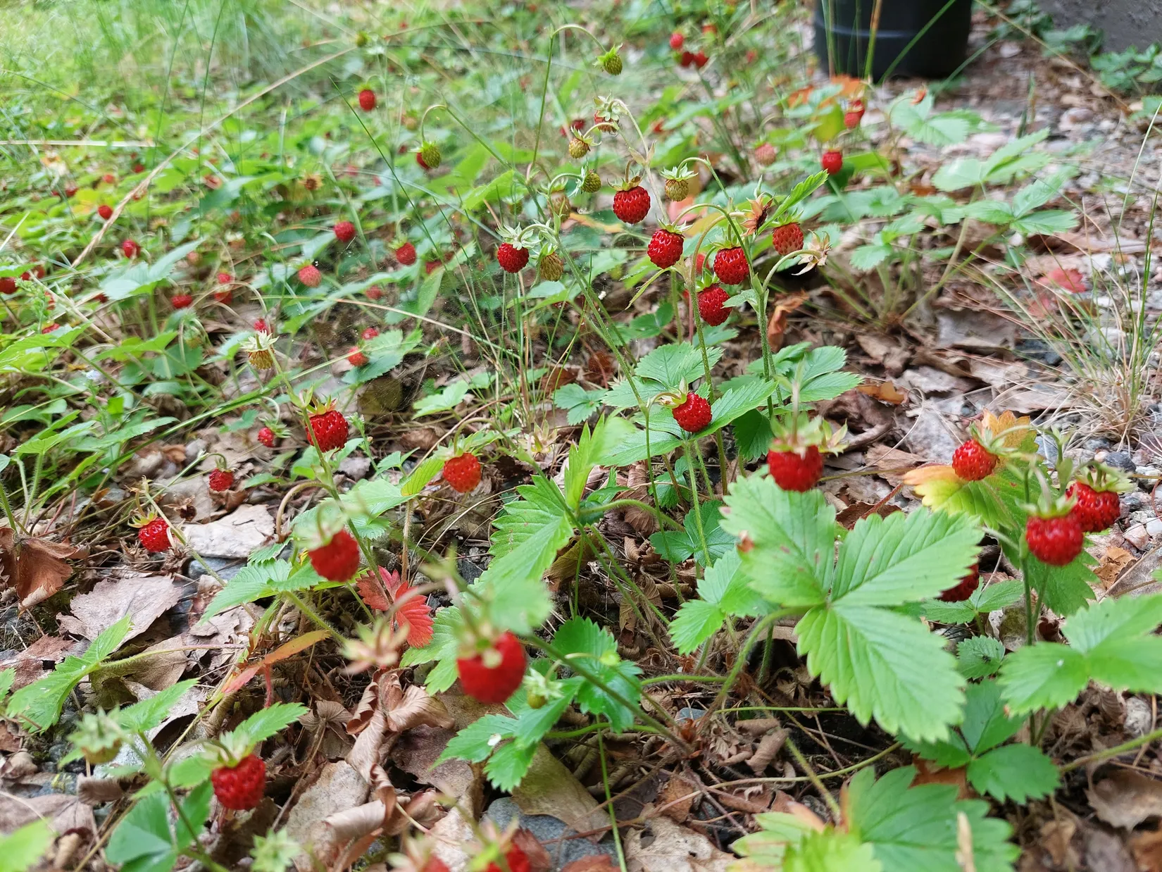 Fritidshus, Sjöbacka 1, Strängnäs