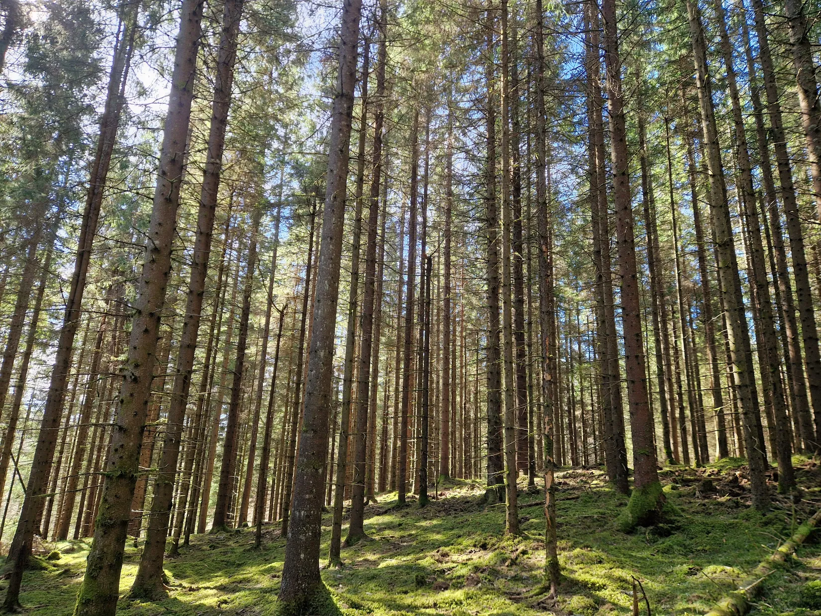 Gård/Skog, Smedserud 18, Munkedal