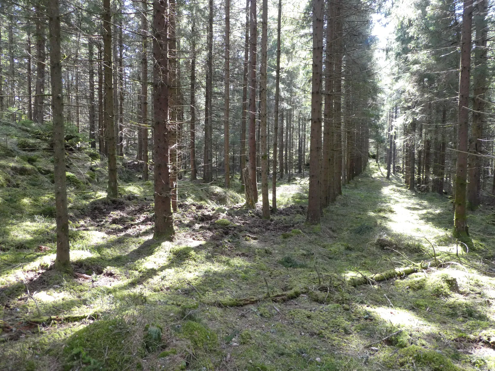 Gård/Skog, Smedserud 18, Munkedal