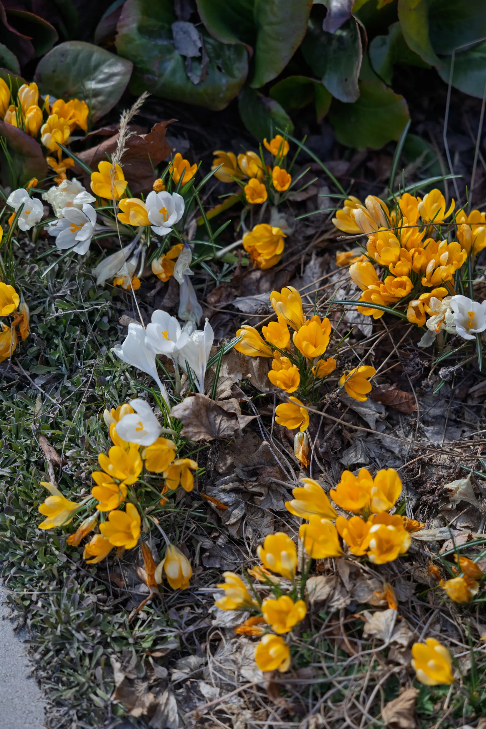 Bostadsrätt, Brynäsgatan 111, Brynäs, Gävle