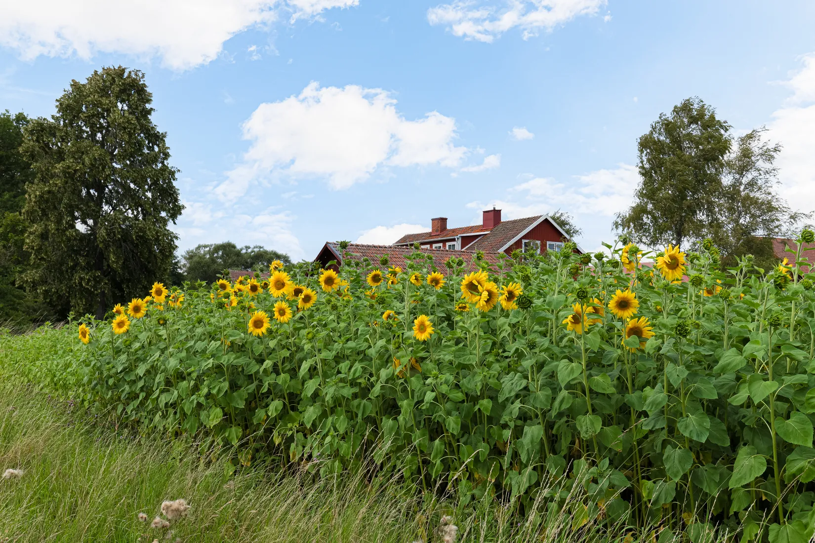 Villa,  Skogsliden 77, Vattholma / Tensta, Uppsala