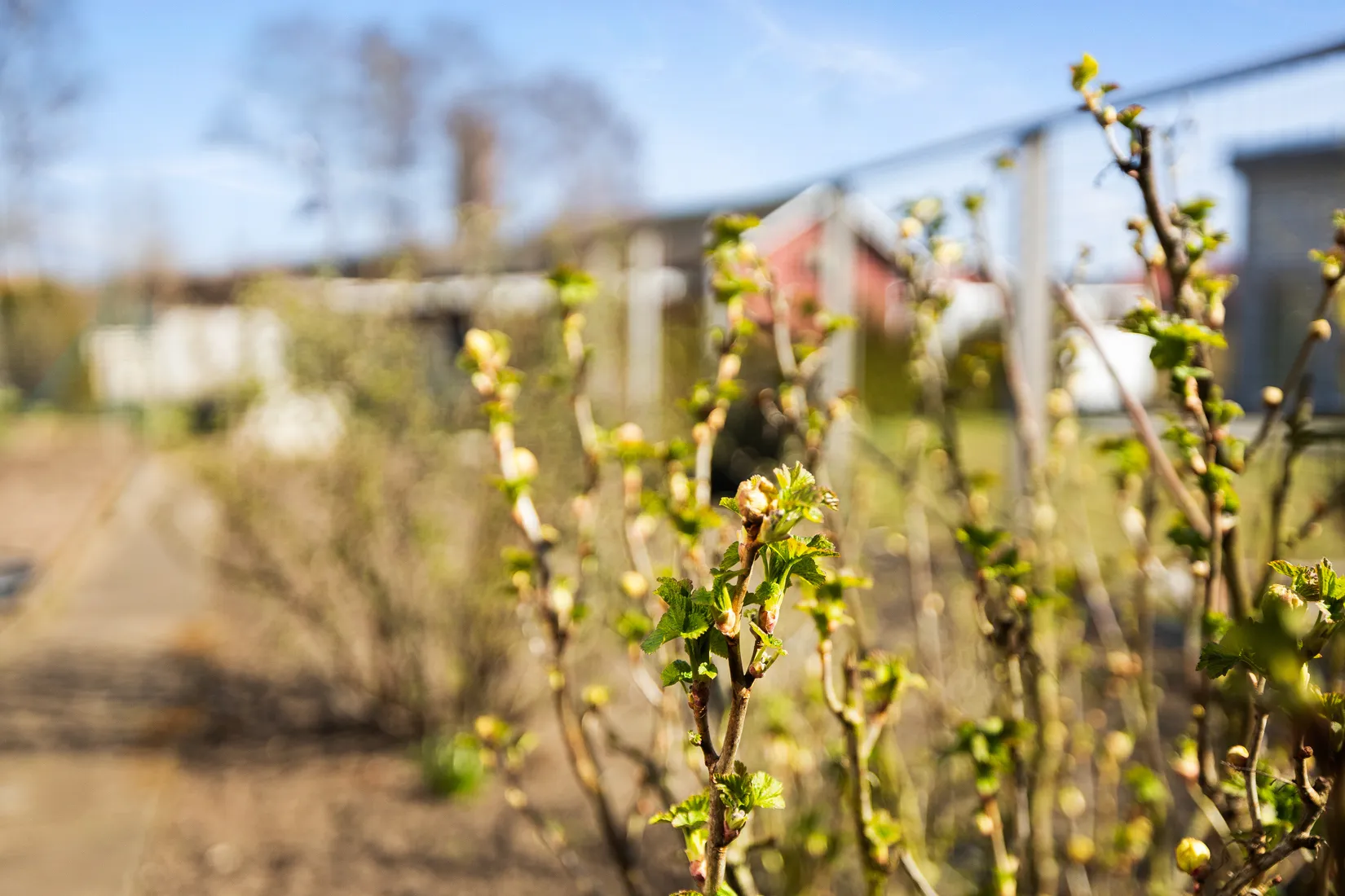 Fritidshus, Tagetesgången 143 , Östra Sommarstadens Koloniområde, Ystad