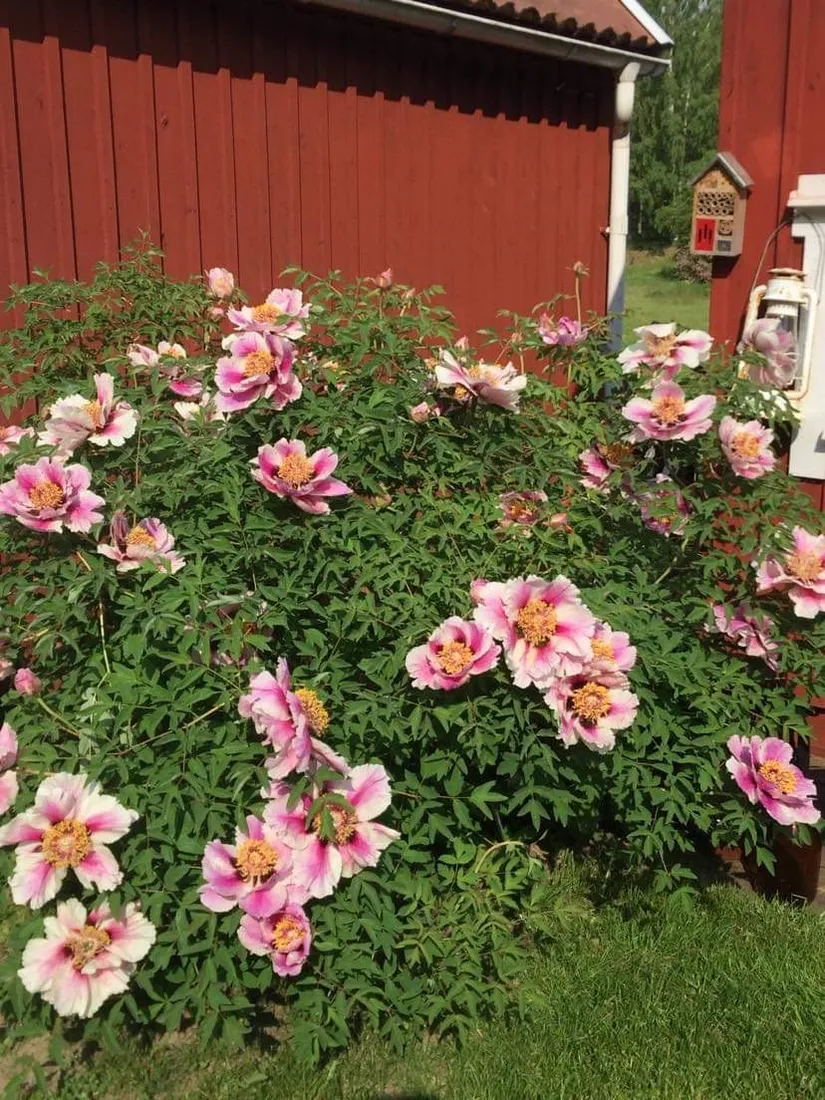 Fritidshus, Nybyggarvägen 15, Hjortens odling/Malma, Värmdö