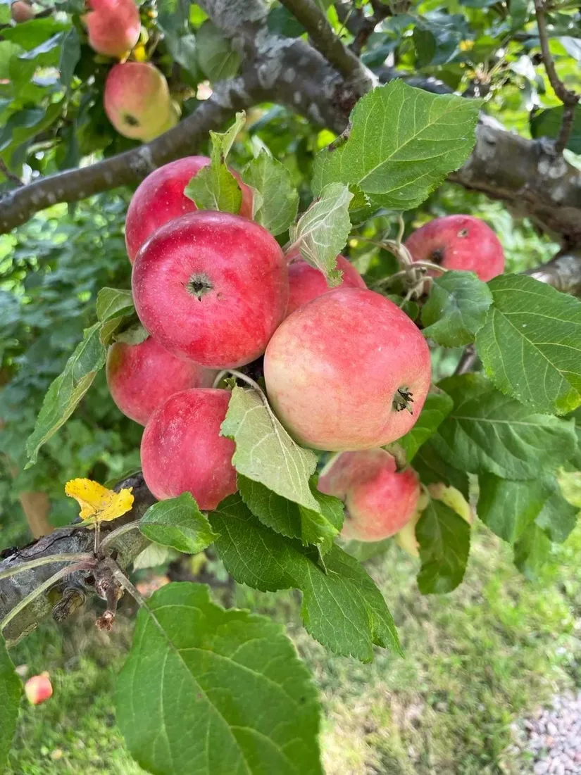 Fritidshus, Nybyggarvägen 15, Hjortens odling/Malma, Värmdö