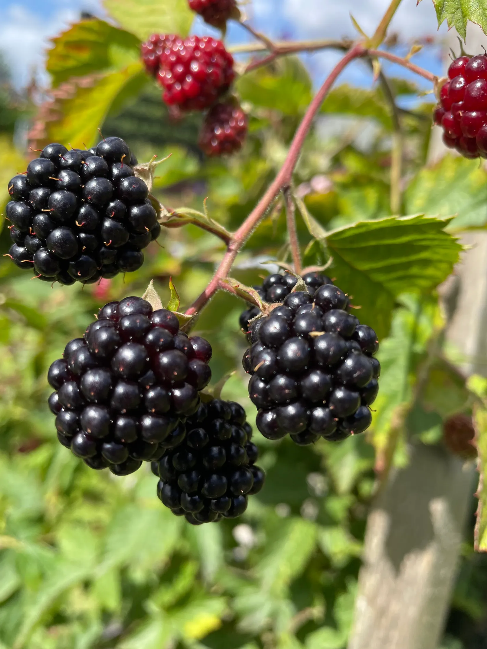 Fritidshus, Häggvägen 551 Valla Koloniområde, Valla koloniområde, Linköping