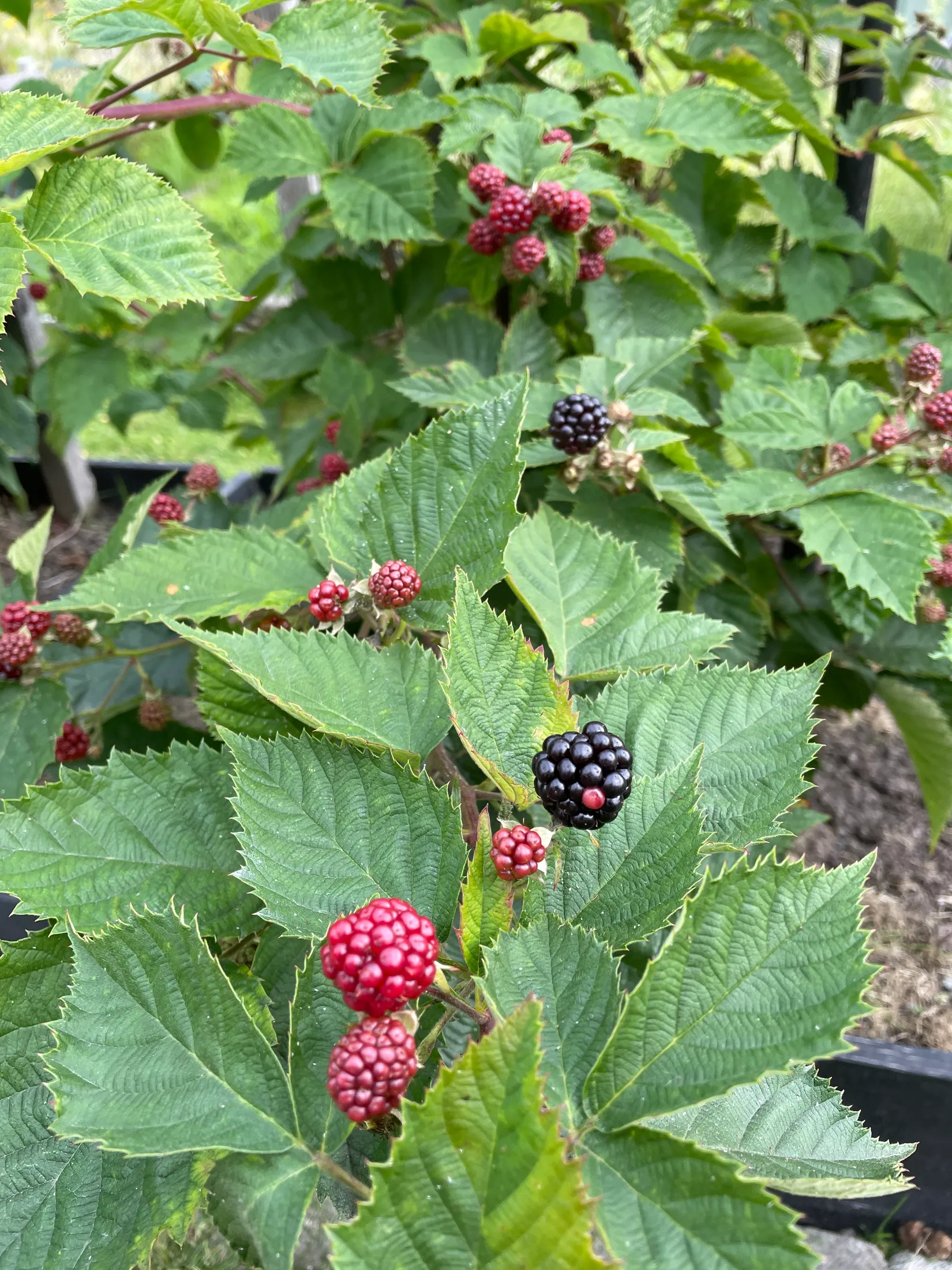 Fritidshus, Häggvägen 551 Valla Koloniområde, Valla koloniområde, Linköping