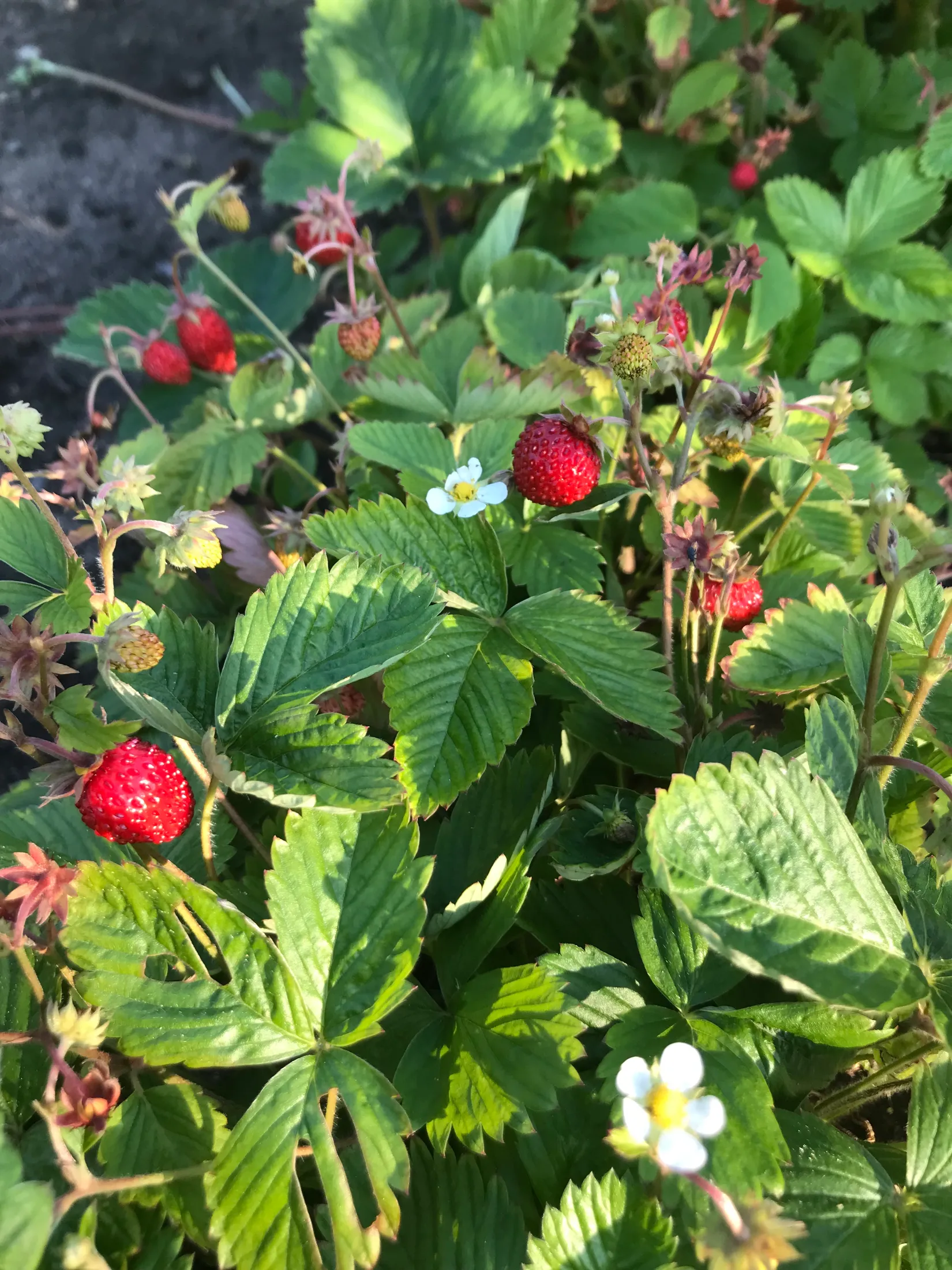 Fritidshus, Häggvägen 551 Valla Koloniområde, Valla koloniområde, Linköping