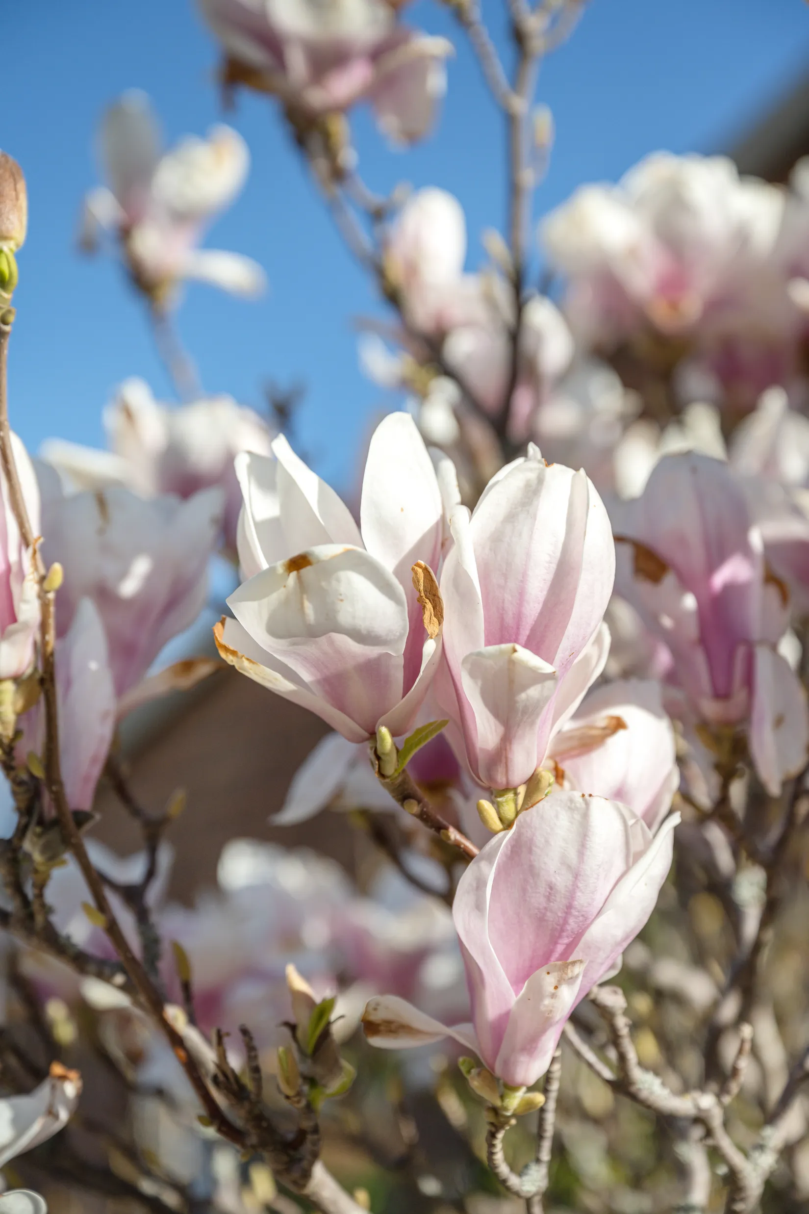 Bostadsrätt, Oxievångsvägen 256, Oxievång, Malmö