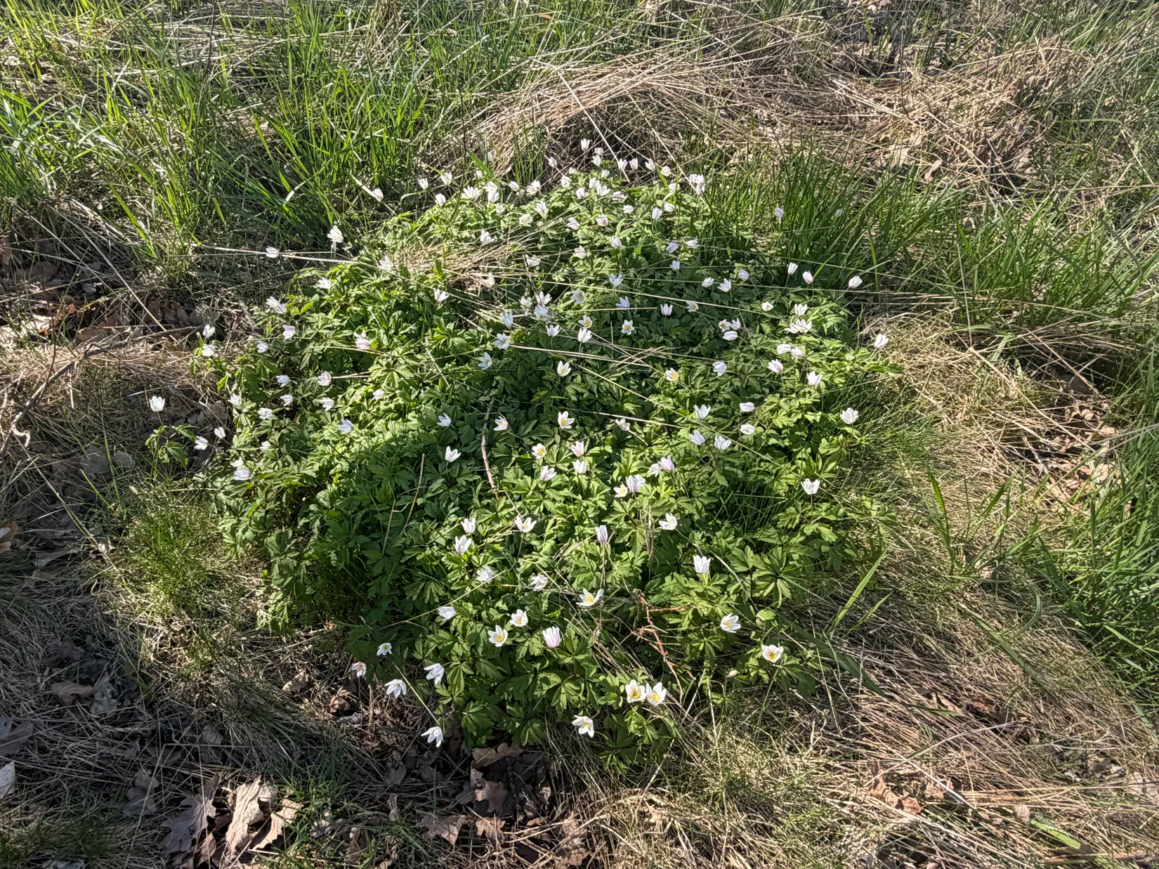 Bostadsrätt, Redebacken 27, Hagen, Göteborg
