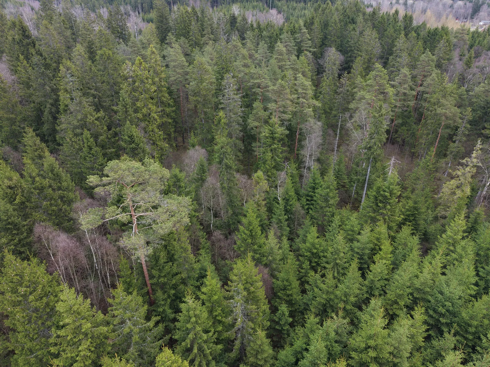 Gård/Skog, Skogsfastighet i Kinnared, Kinnared, Hylte
