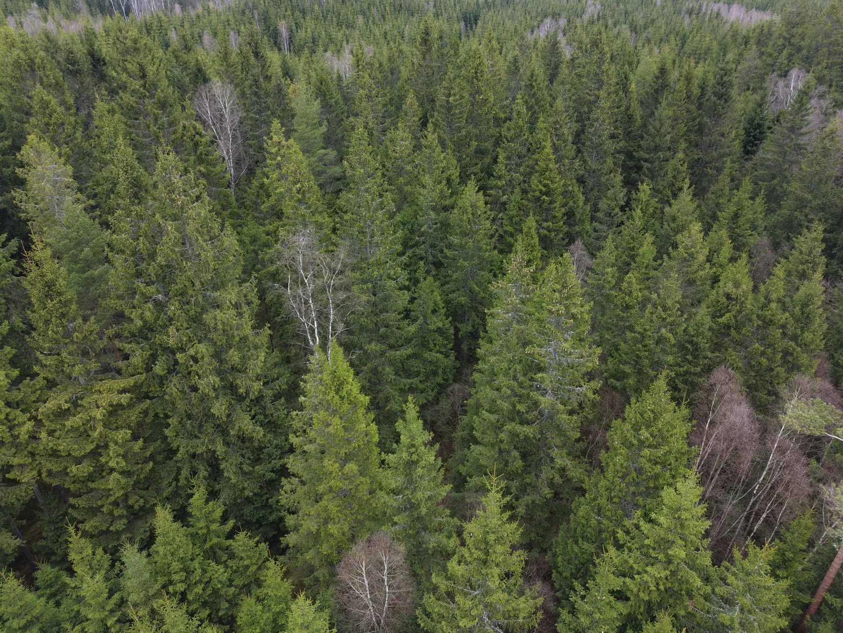 Gård/Skog, Skogsfastighet i Kinnared, Kinnared, Hylte