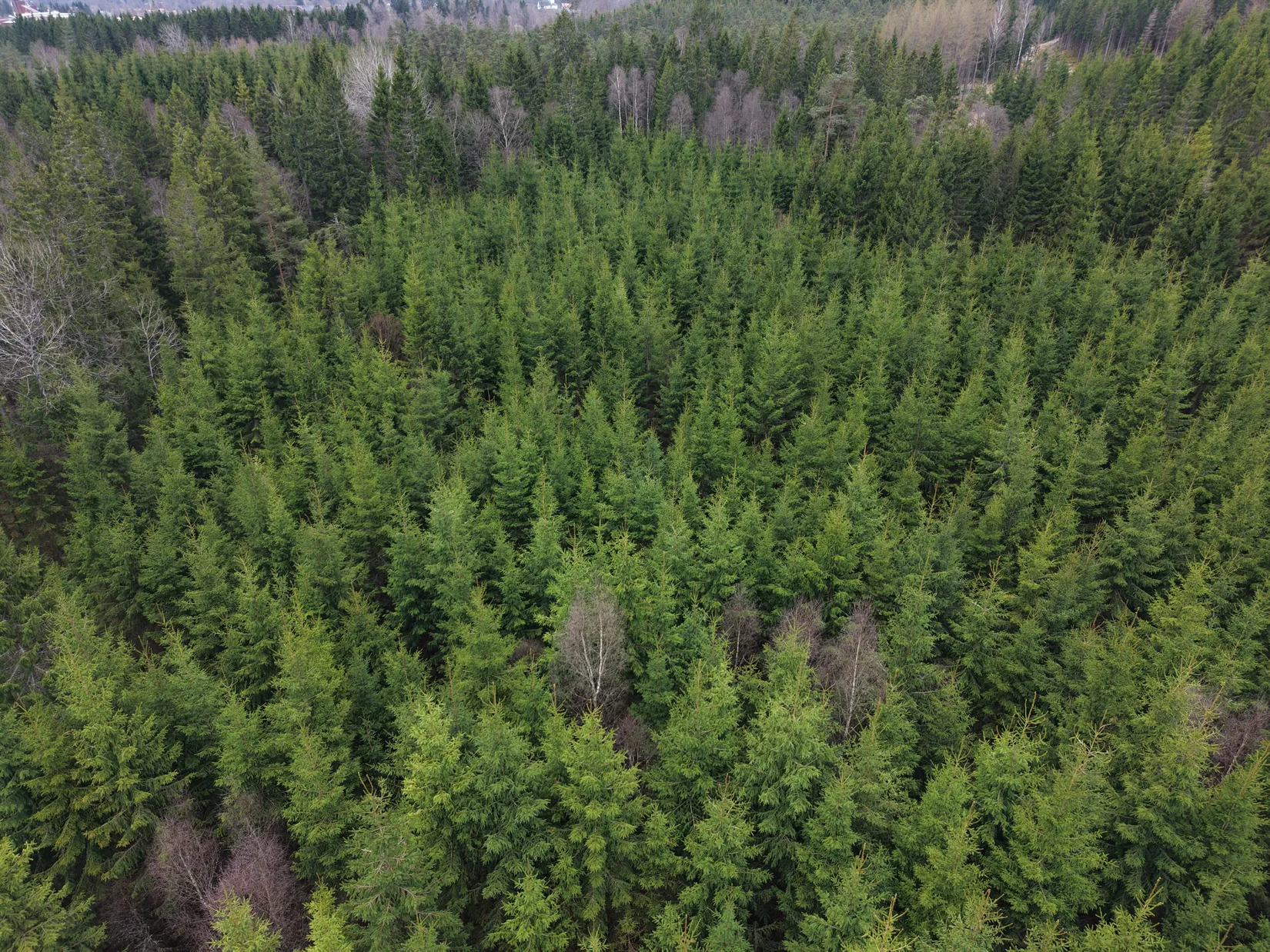 Gård/Skog, Skogsfastighet i Kinnared, Kinnared, Hylte