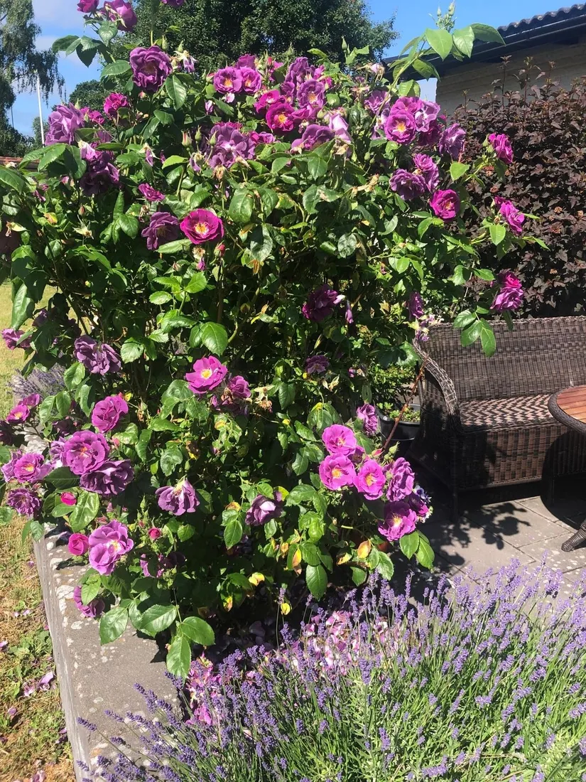 Villa, Nyponvägen 31, Oskarsberg, Kungsbacka