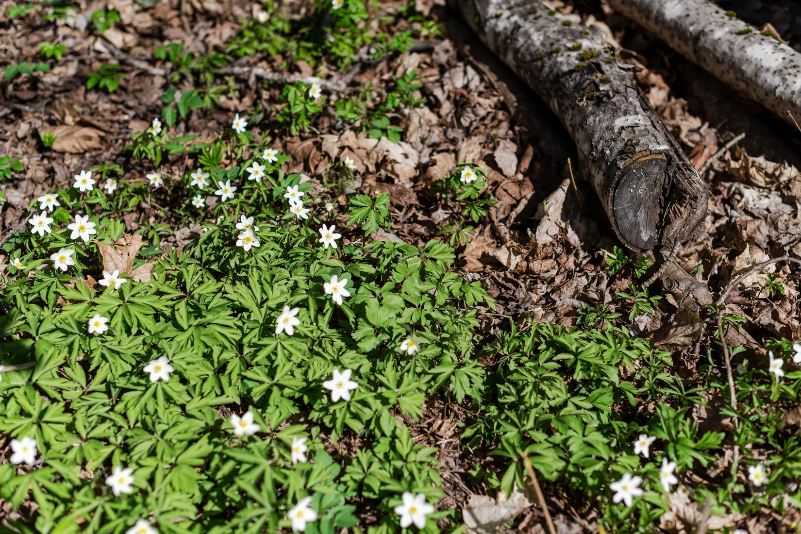 Fritidshus, Björka 108, Björka, Motala