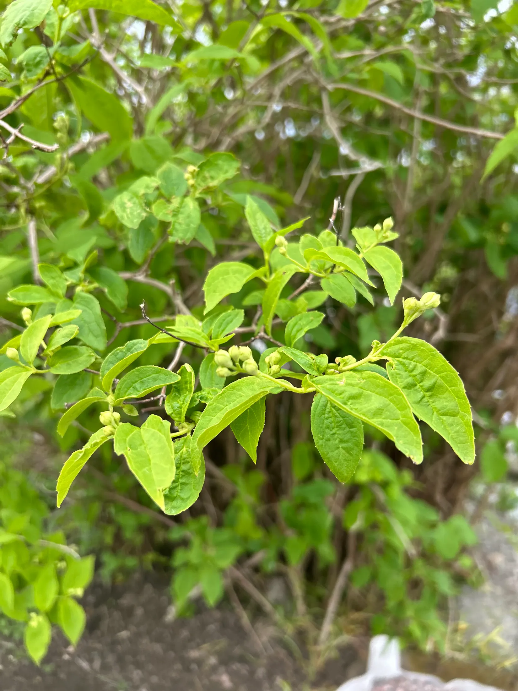 Fritidshus, Irisvägen 82, Tunabackar, Uppsala