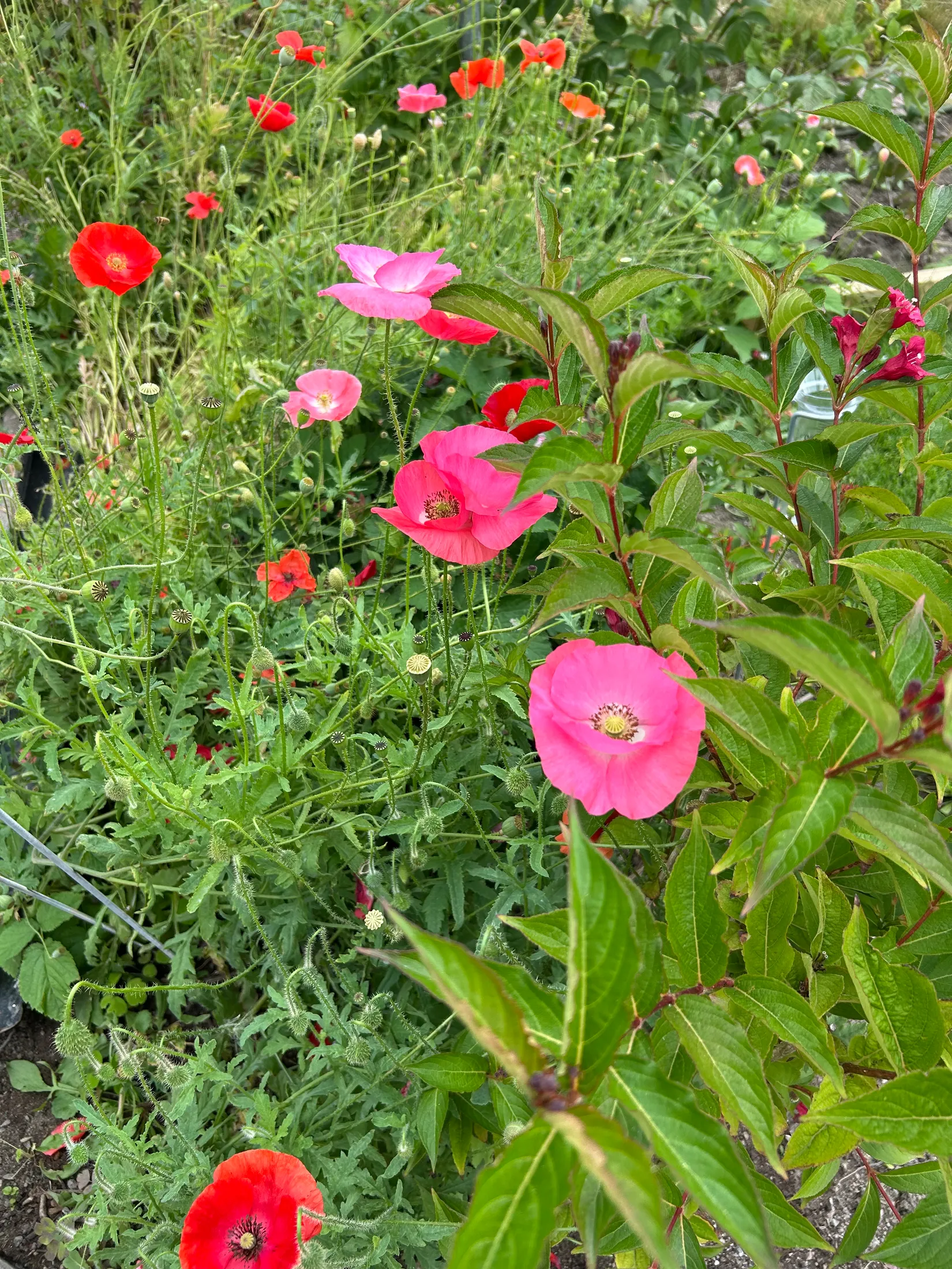 Fritidshus, Irisvägen 82, Tunabackar, Uppsala