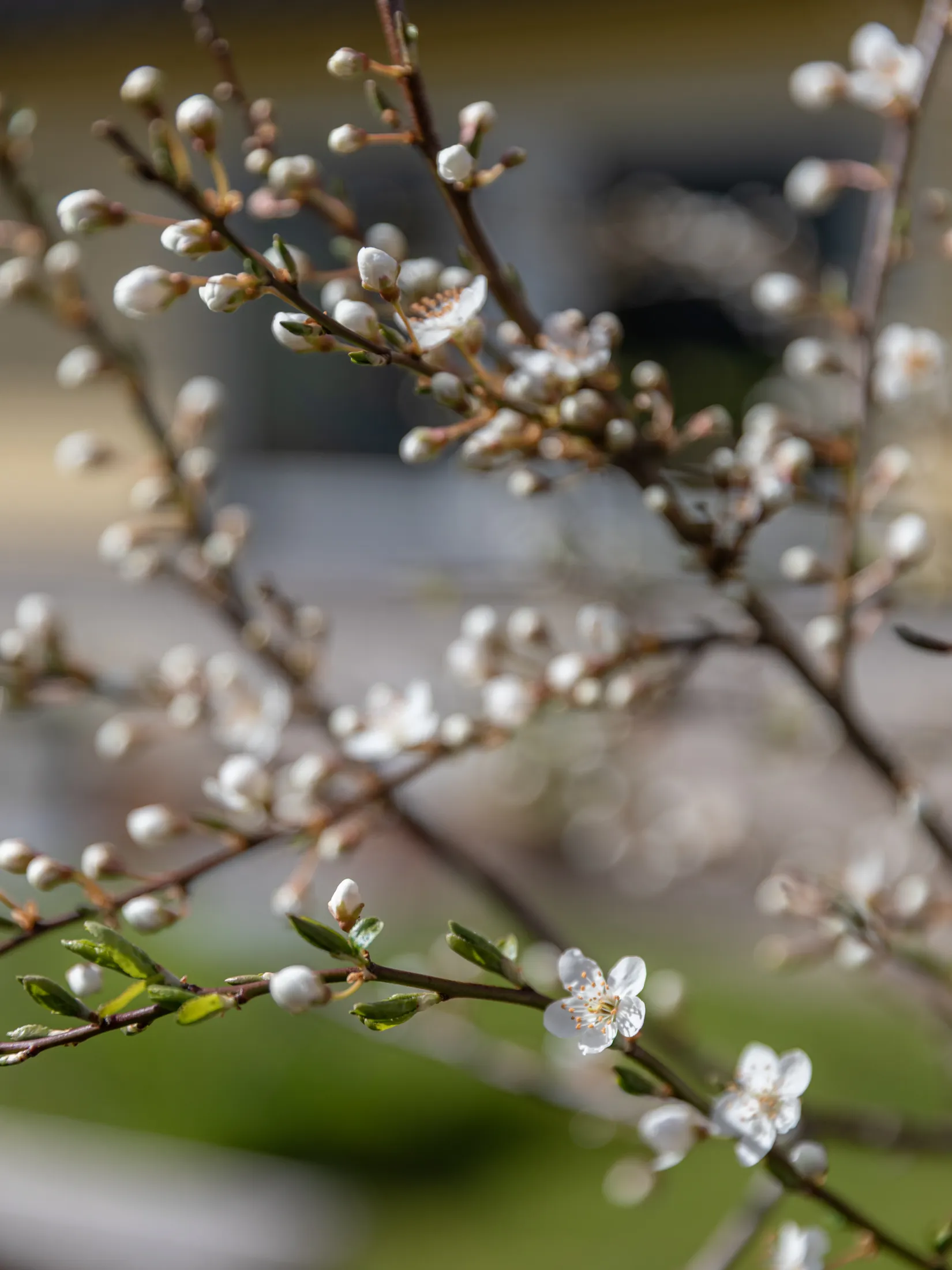 Villa, Radhus, Bergkullevägen 460, Sylte, Trollhättan
