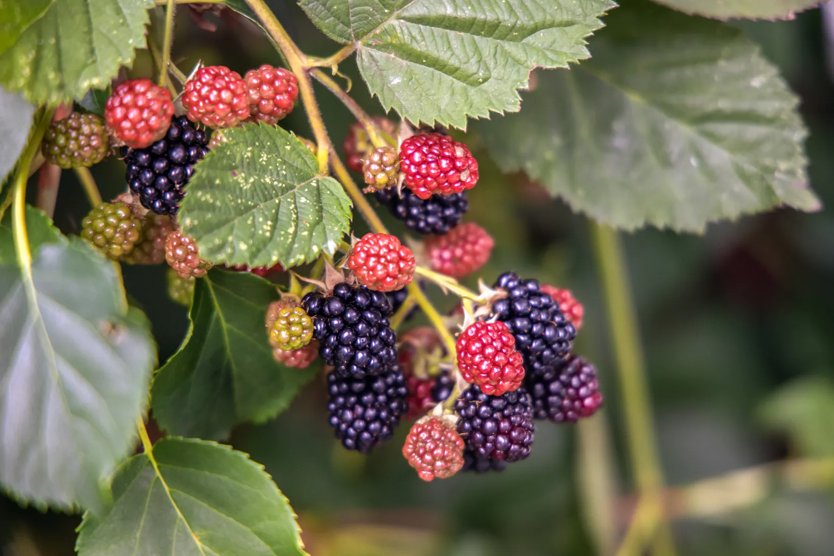 Villa, Radhus, Torgilsgatan 32, Mölndal