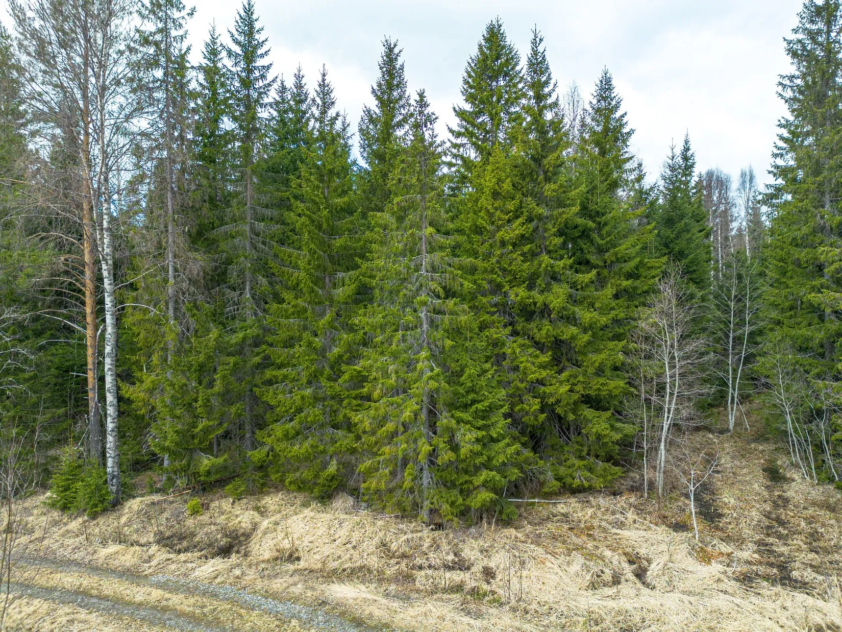 Gård/Skog, Kramfors Mo 2:10 & 16:2, Dal, Kramfors