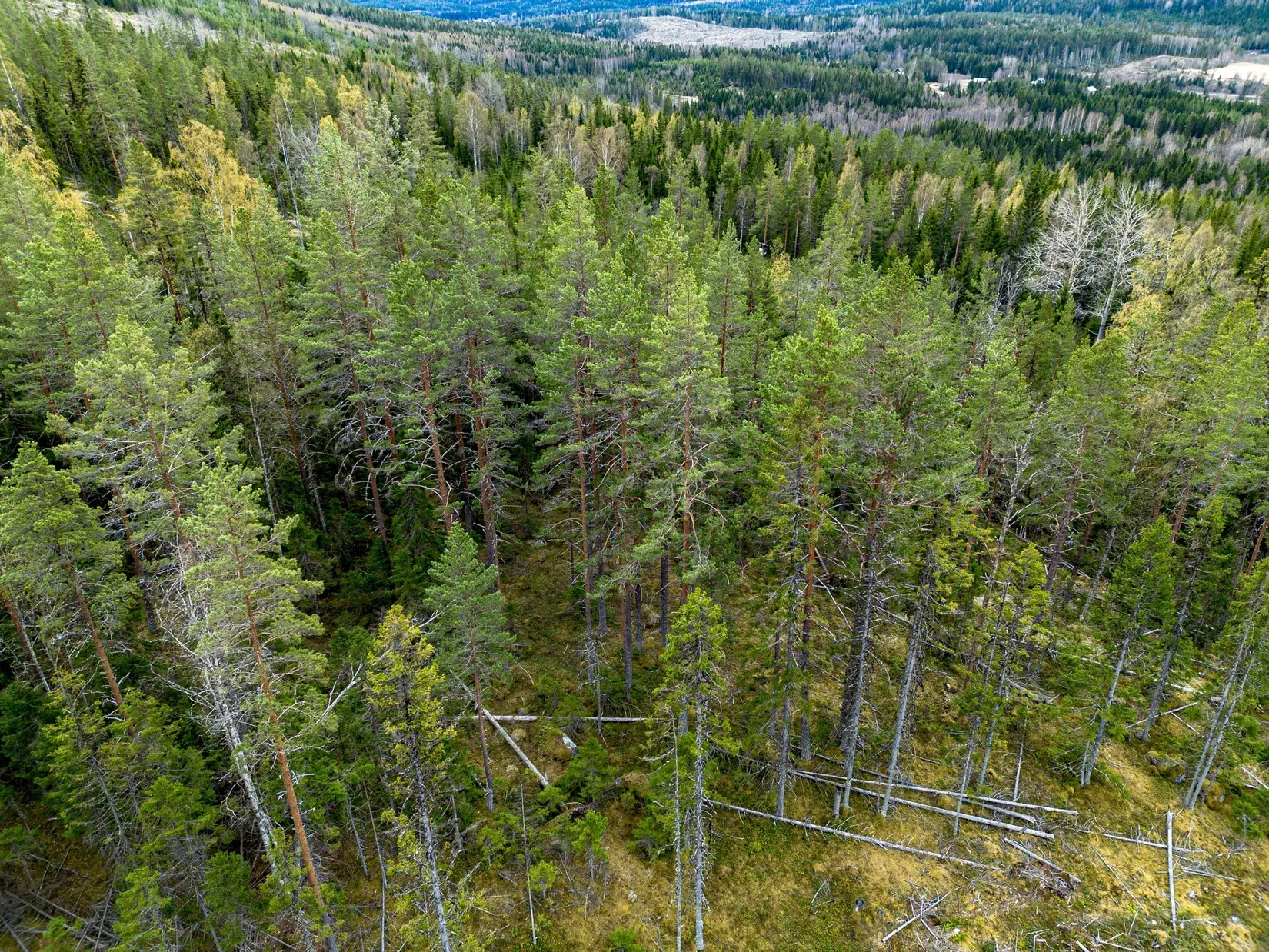 Gård/Skog, Kramfors Mo 2:10 & 16:2, Dal, Kramfors