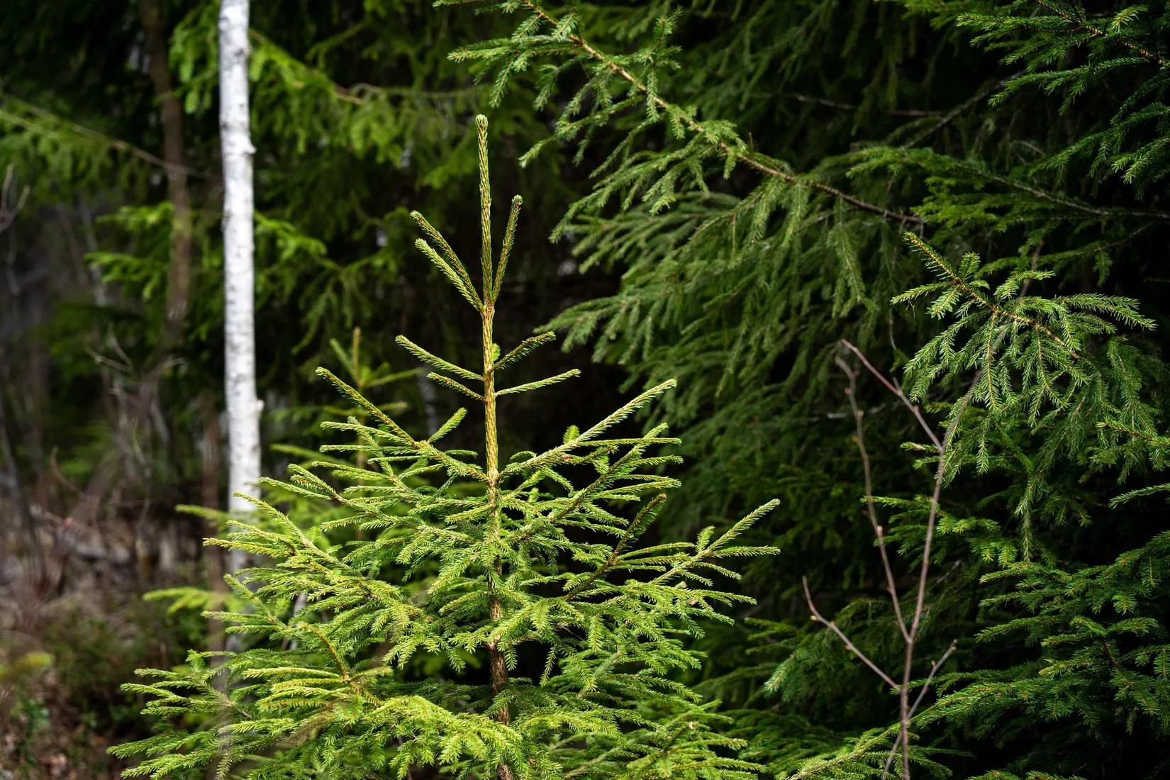 Gård/Skog, Kramfors Mo 2:10 & 16:2, Dal, Kramfors