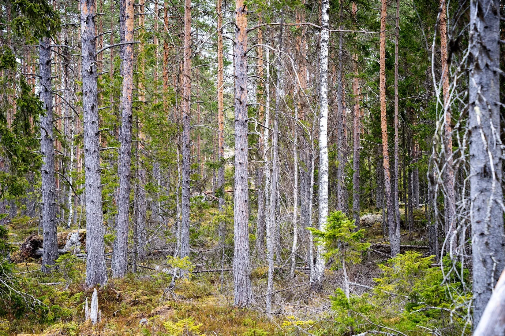 Gård/Skog, Kramfors Mo 2:10 & 16:2, Dal, Kramfors