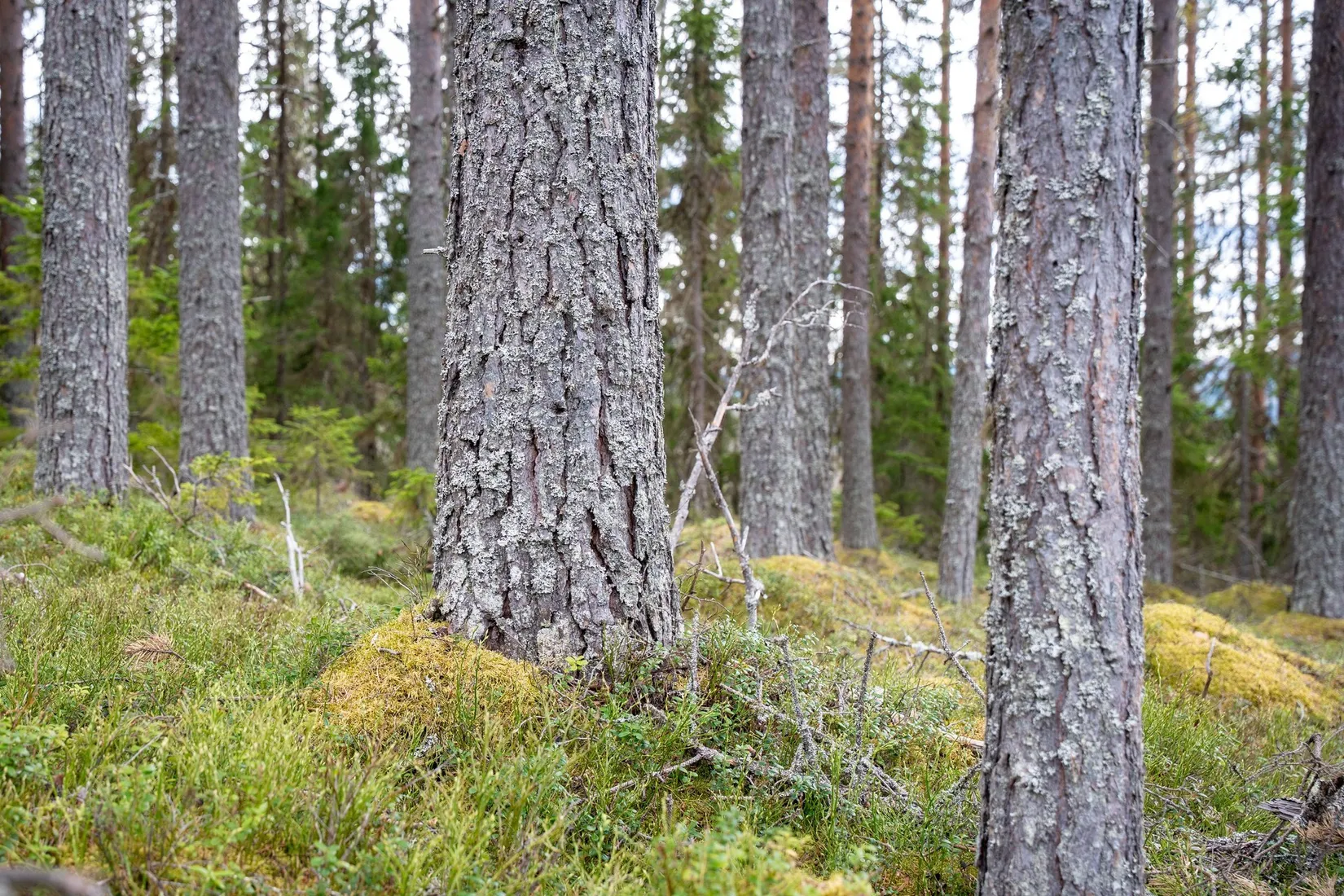 Gård/Skog, Kramfors Mo 2:10 & 16:2, Dal, Kramfors