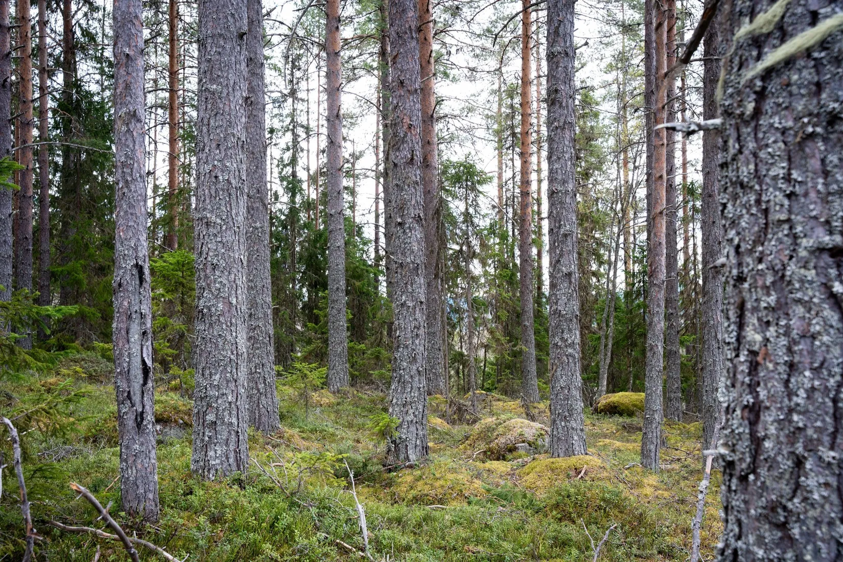 Gård/Skog, Kramfors Mo 2:10 & 16:2, Dal, Kramfors