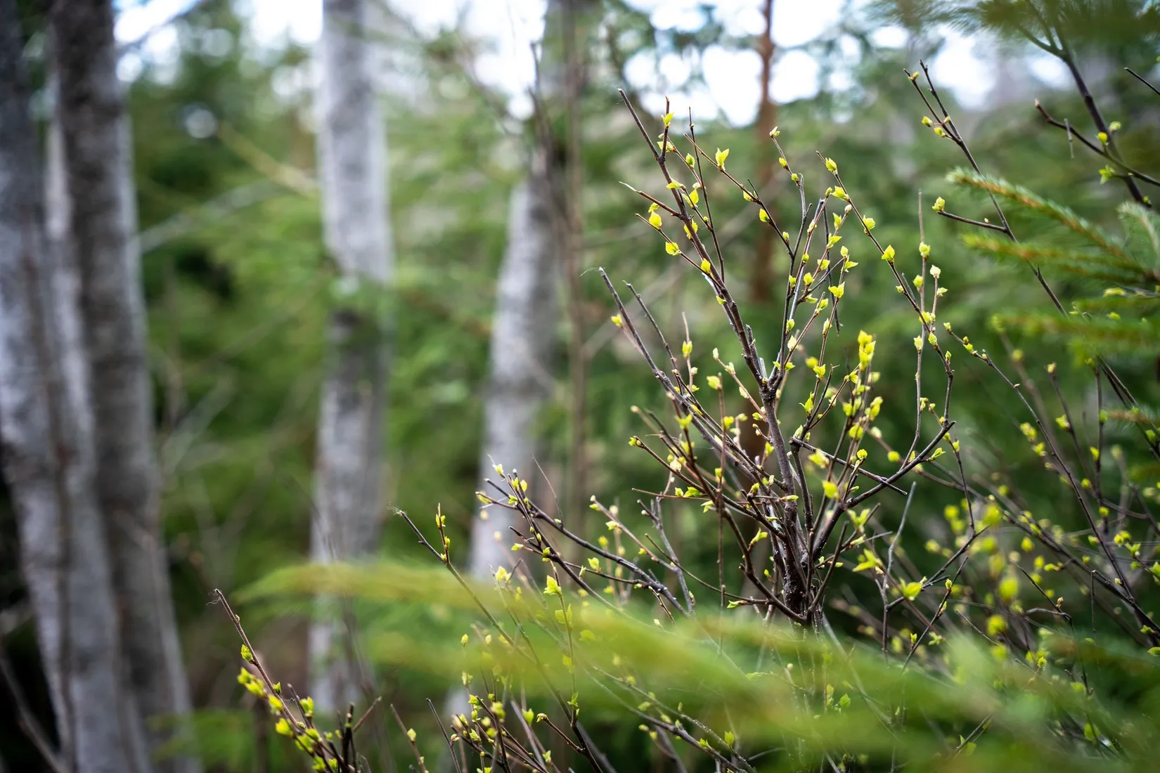 Gård/Skog, Kramfors Mo 2:10 & 16:2, Dal, Kramfors