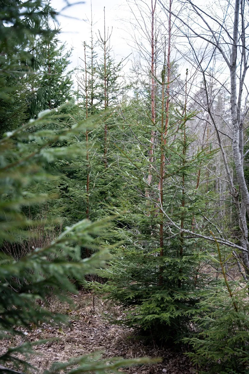 Gård/Skog, Kramfors Mo 2:10 & 16:2, Dal, Kramfors
