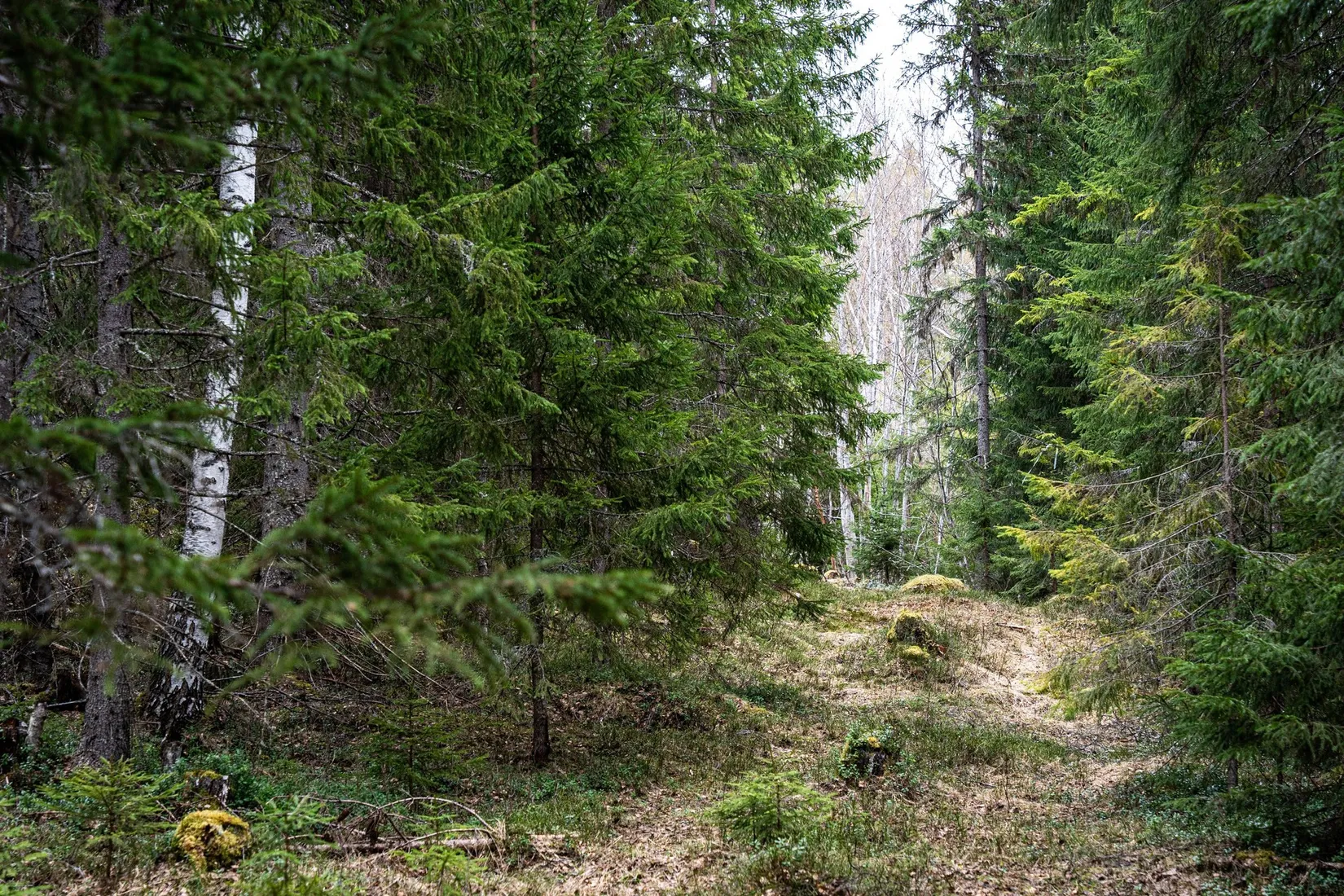 Gård/Skog, Kramfors Mo 2:10 & 16:2, Dal, Kramfors
