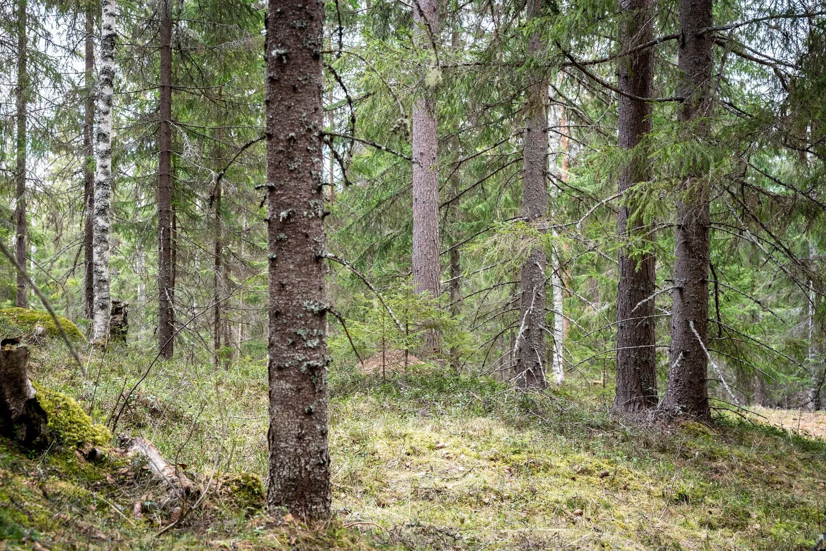 Gård/Skog, Kramfors Mo 2:10 & 16:2, Dal, Kramfors