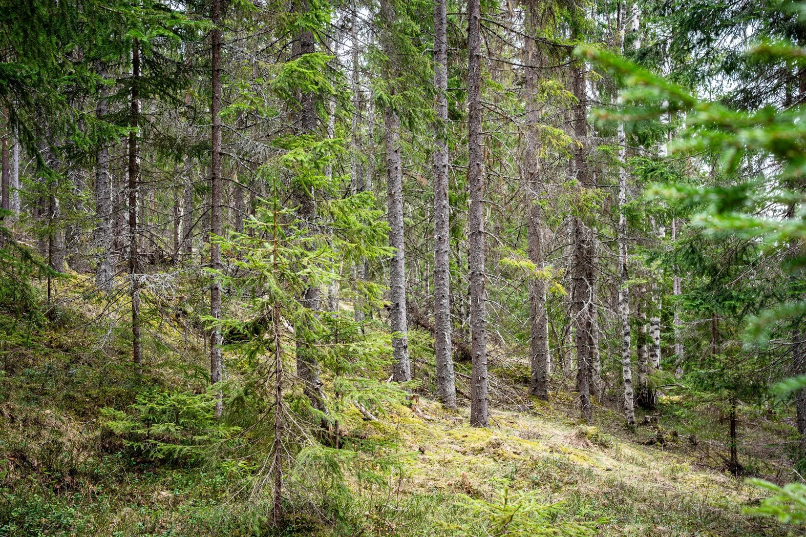 Gård/Skog, Kramfors Mo 2:10 & 16:2, Dal, Kramfors