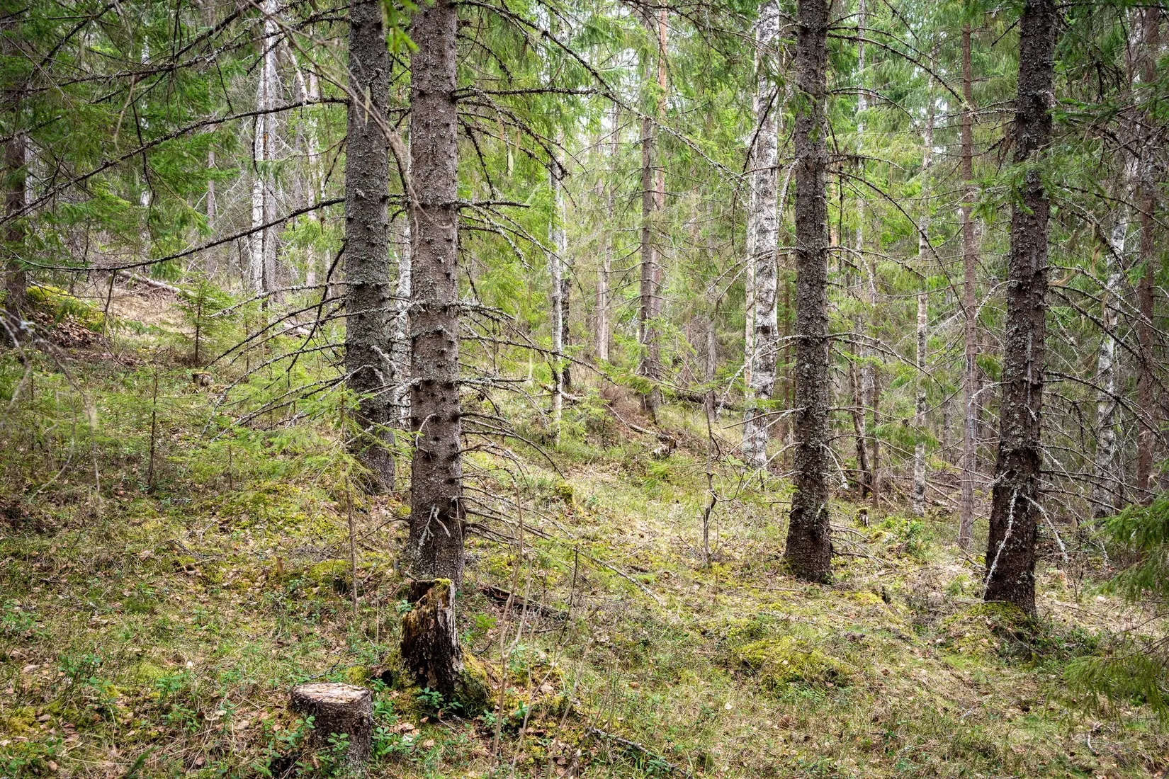 Gård/Skog, Kramfors Mo 2:10 & 16:2, Dal, Kramfors